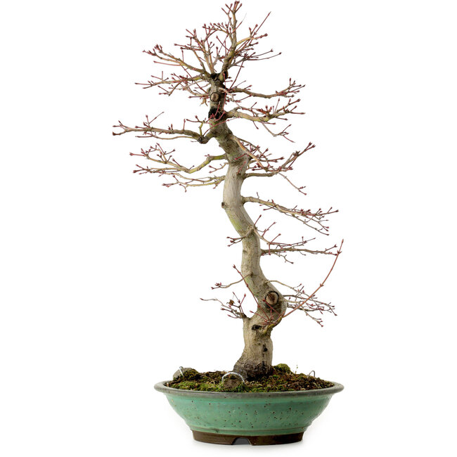 Acer palmatum, 61 cm, ± 20 Jahre alt, mit einem Wurzelhals von 8 cm