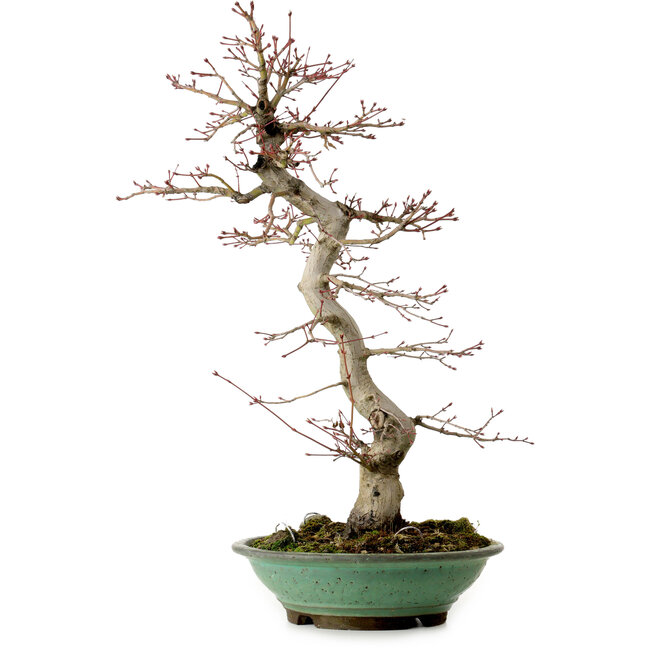 Acer palmatum, 61 cm, ± 20 años, con un nebari de 8 cm