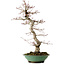 Acer palmatum, 61 cm, ± 20 years old, with a nebari of 8 cm