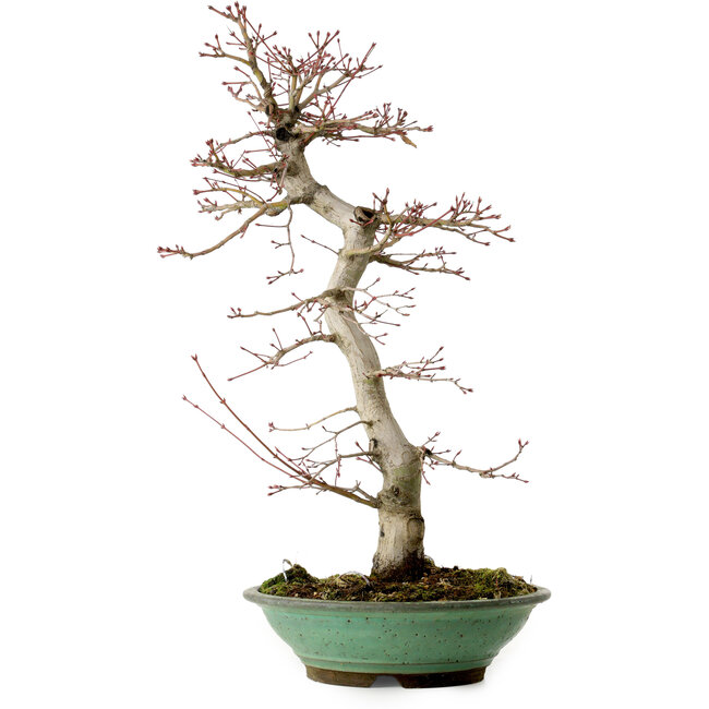 Acer palmatum, 61 cm, ± 20 años, con un nebari de 8 cm