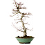 Acer palmatum, 61 cm, ± 20 años, con un nebari de 8 cm