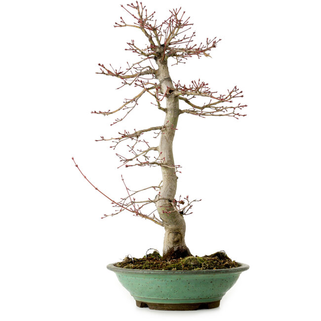 Acer palmatum, 61 cm, ± 20 jaar oud, met een nebari van 8 cm