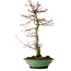 Acer palmatum, 61 cm, ± 20 years old, with a nebari of 8 cm