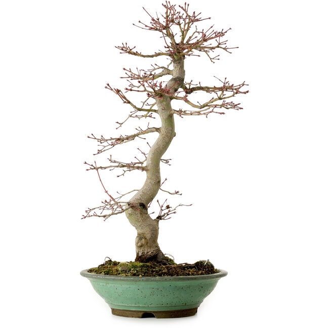 Acer palmatum, 61 cm, ± 20 años, con un nebari de 8 cm
