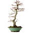 Acer palmatum, 61 cm, ± 20 years old, with a nebari of 8 cm