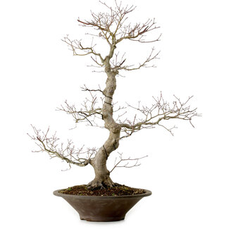 Acer palmatum, 59 cm, ± 25 años