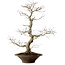 Acer palmatum, 59 cm, ± 25 Jahre alt, mit einem Wurzelhals von 12 cm