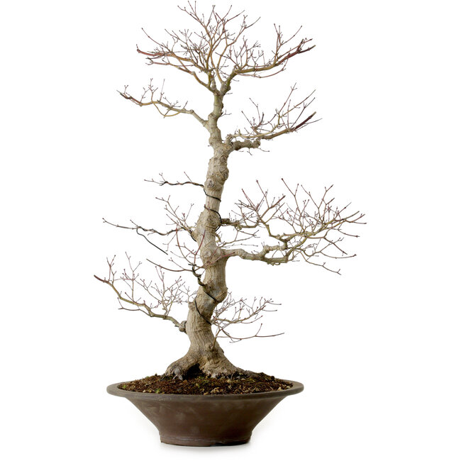 Acer palmatum, 59 cm, ± 25 anni, con nebari di 12 cm
