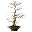 Acer palmatum, 59 cm, ± 25 years old, with a nebari of 12 cm
