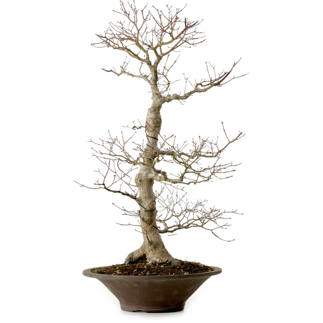 Acer palmatum, 59 cm, ± 25 ans, avec un nebari de 12 cm