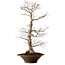 Acer palmatum, 59 cm, ± 25 ans, avec un nebari de 12 cm