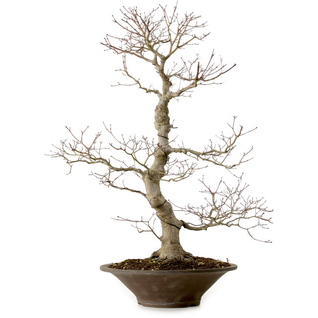 Acer palmatum, 59 cm, ± 25 años, con un nebari de 12 cm