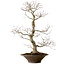 Acer palmatum, 59 cm, ± 25 años, con un nebari de 12 cm