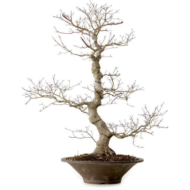 Acer palmatum, 59 cm, ± 25 anni, con nebari di 12 cm