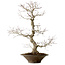 Acer palmatum, 59 cm, ± 25 jaar oud, met een nebari van 12 cm