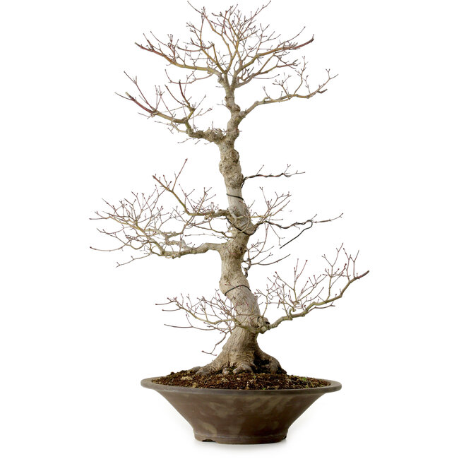 Acer palmatum, 59 cm, ± 25 años, con un nebari de 12 cm