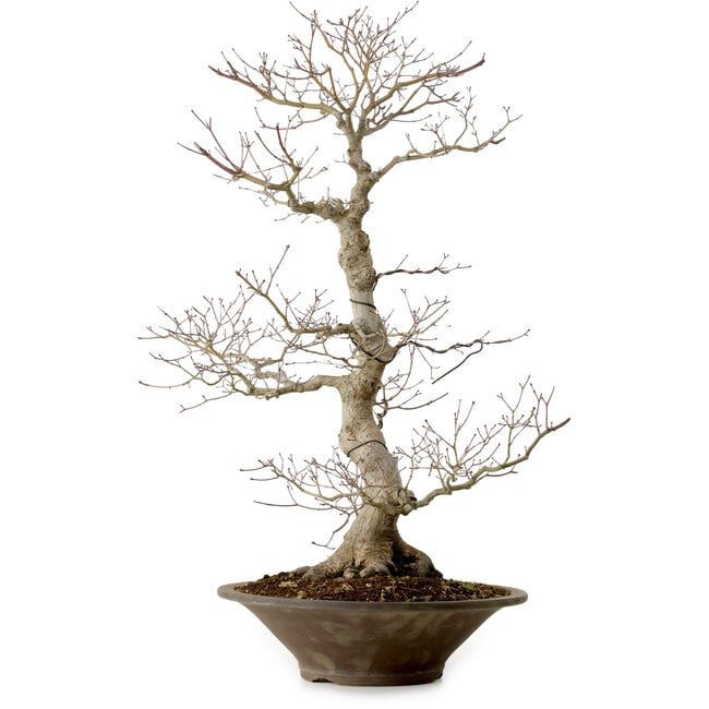 Acer palmatum, 59 cm, ± 25 years old, with a nebari of 12 cm