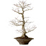 Acer palmatum, 59 cm, ± 25 years old, with a nebari of 12 cm