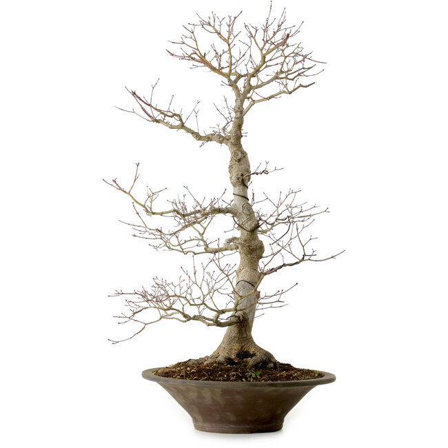 Acer palmatum, 59 cm, ± 25 anni, con nebari di 12 cm