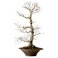 Acer palmatum, 59 cm, ± 25 anni, con nebari di 12 cm
