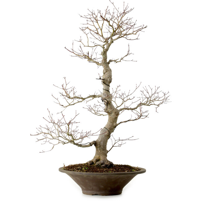 Acer palmatum, 59 cm, ± 25 años, con un nebari de 12 cm