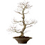 Acer palmatum, 59 cm, ± 25 jaar oud, met een nebari van 12 cm