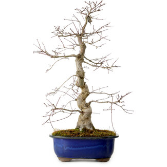 Acer palmatum Deshojo, 58 cm, ± 20 ans