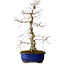 Acer palmatum Deshojo, 58 cm, ± 20 ans, avec un nebari de 13 cm