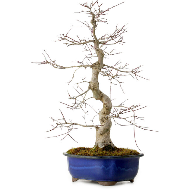 Acer palmatum Deshojo, 58 cm, ± 20 jaar oud, met een nebari van 13 cm