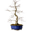Acer palmatum Deshojo, 58 cm, ca. 20 Jahre alt, mit einem Wurzelhals von 13 cm