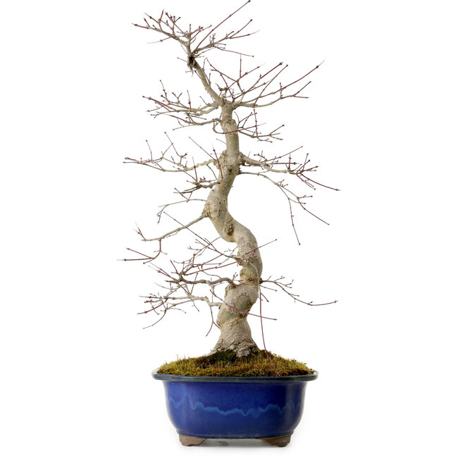 Acer palmatum Deshojo, 58 cm, ± 20 años, con un nebari de 13 cm