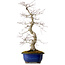 Acer palmatum Deshojo, 58 cm, ± 20 años, con un nebari de 13 cm