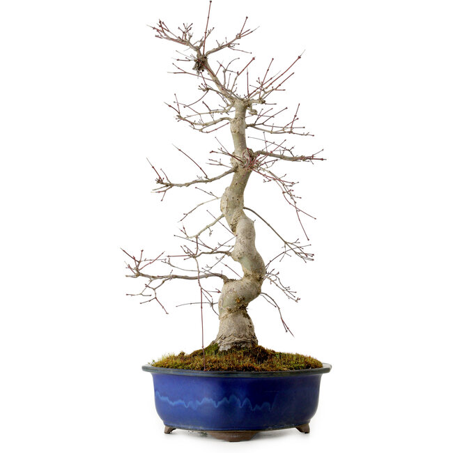 Acer palmatum Deshojo, 58 cm, ± 20 años, con un nebari de 13 cm