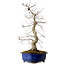 Acer palmatum Deshojo, 58 cm, ± 20 anni, con nebari di 13 cm