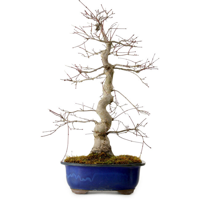 Acer palmatum Deshojo, 58 cm, ± 20 jaar oud, met een nebari van 13 cm