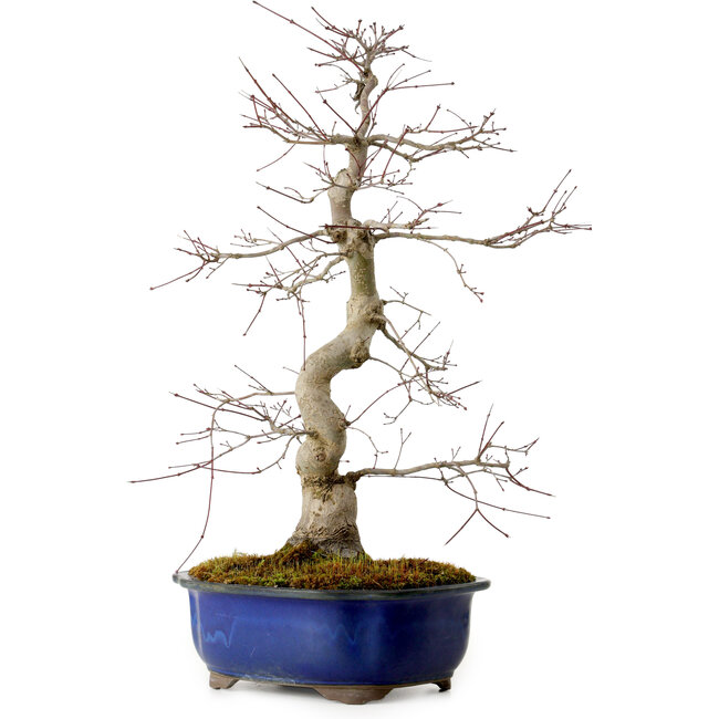 Acer palmatum Deshojo, 58 cm, ± 20 años, con un nebari de 13 cm