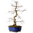 Acer palmatum Deshojo, 58 cm, ± 20 ans, avec un nebari de 13 cm