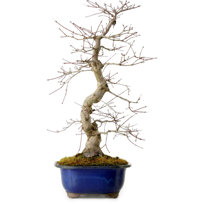 Acer palmatum Deshojo, 58 cm, ± 20 anni, con nebari di 13 cm