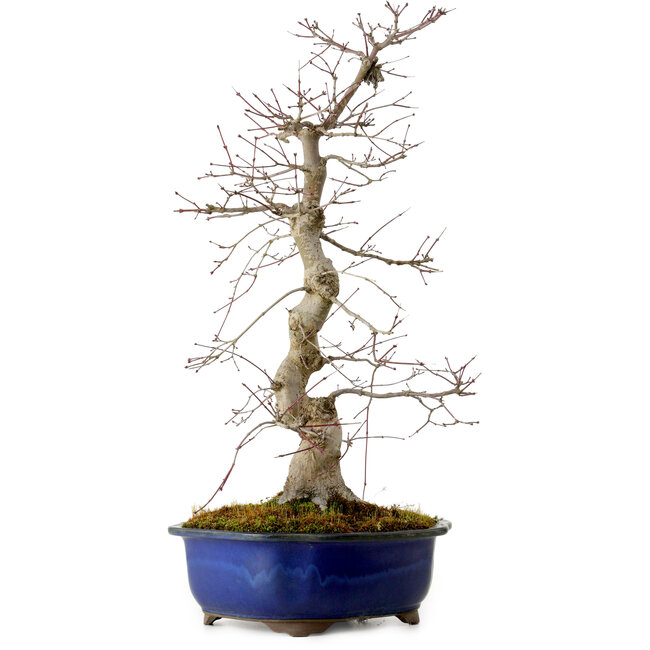 Acer palmatum Deshojo, 58 cm, ± 20 years old, with a nebari of 13 cm