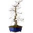 Acer palmatum Deshojo, 58 cm, ca. 20 Jahre alt, mit einem Wurzelhals von 13 cm