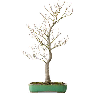 Yamafusa Acer palmatum, 66 cm, ± 25 años