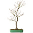 Acer palmatum, 66 cm, ± 25 años, en una maceta japonesa hecha a mano por Yamafusa, con un nebari de 11 cm.