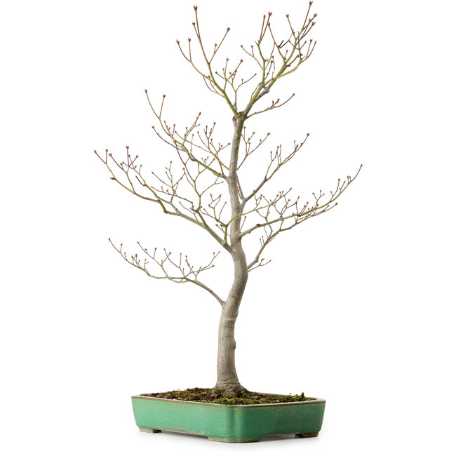 Acer palmatum, 66 cm, ± 25 años, en una maceta japonesa hecha a mano por Yamafusa, con un nebari de 11 cm.