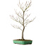 Acer palmatum, 66 cm, ± 25 ans, dans un pot japonais fait main par Yamafusa, avec un nebari de 11 cm