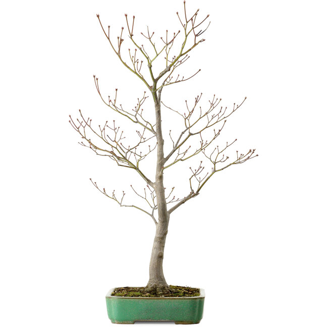 Acer palmatum, 66 cm, ± 25 años, en una maceta japonesa hecha a mano por Yamafusa, con un nebari de 11 cm.