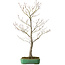 Acer palmatum, 66 cm, ± 25 ans, dans un pot japonais fait main par Yamafusa, avec un nebari de 11 cm