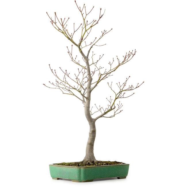 Acer palmatum, 66 cm, ± 25 anni, in vaso giapponese fatto a mano da Yamafusa, con nebari di 11 cm