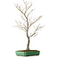 Acer palmatum, 66 cm, ± 25 jaar oud, in een handgemaakte Japanse pot van Yamafusa, met een nebari van 11 cm.