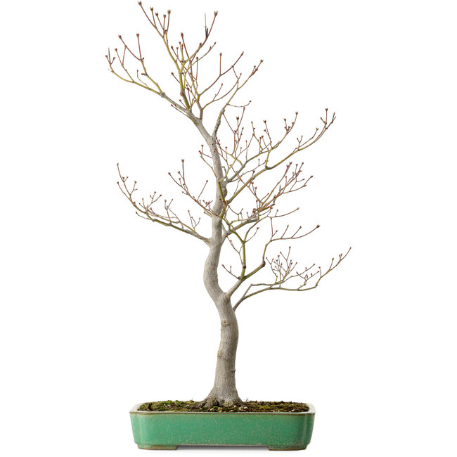 Acer palmatum, 66 cm, ± 25 jaar oud, in een handgemaakte Japanse pot van Yamafusa, met een nebari van 11 cm.
