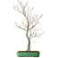 Acer palmatum, 66 cm, ± 25 años, en una maceta japonesa hecha a mano por Yamafusa, con un nebari de 11 cm.
